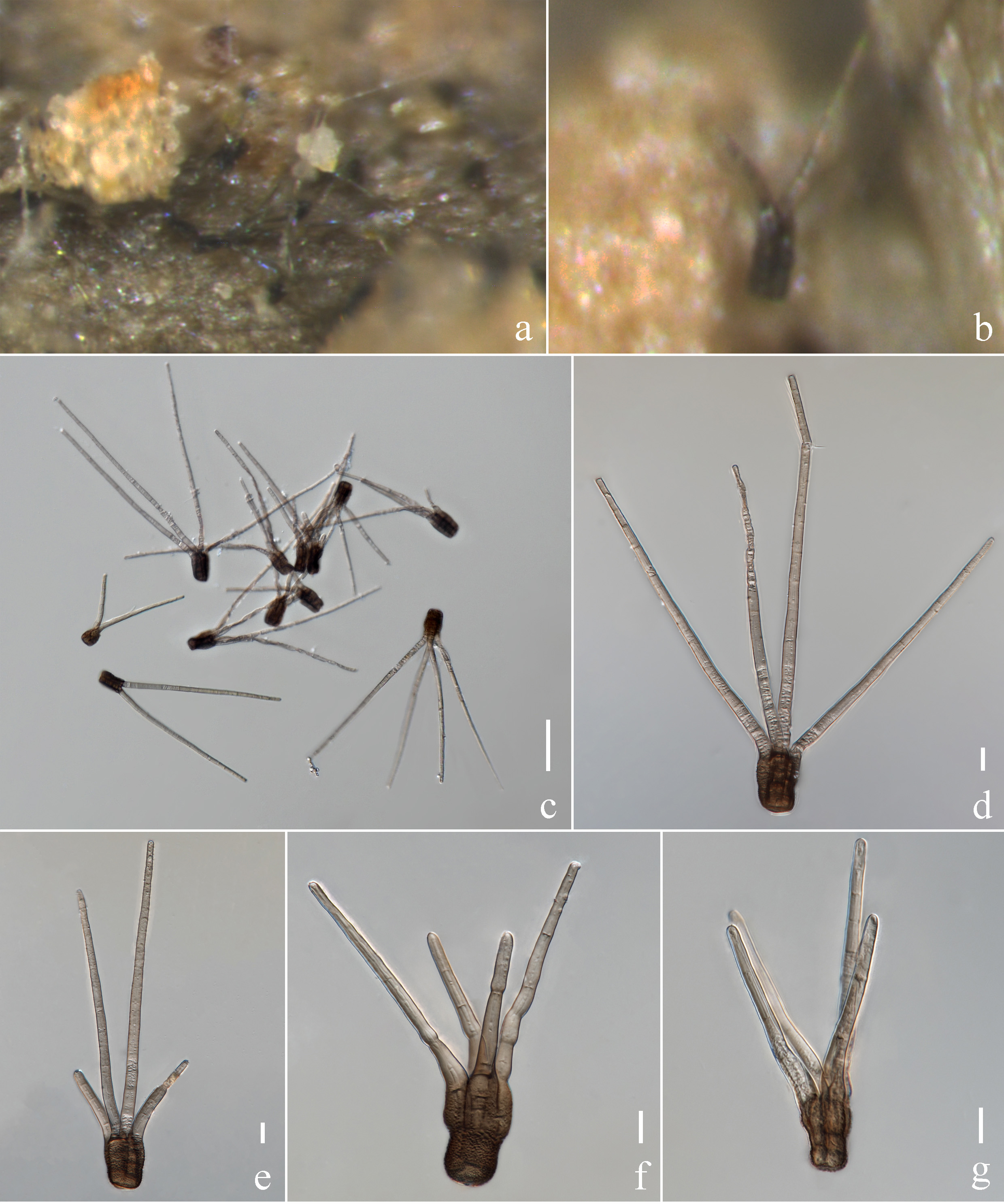 Figure 54